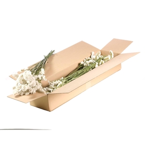 Statice Sinuata Sb Natural White