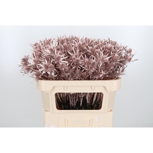 Eryn Orion Kl Bh Champagne