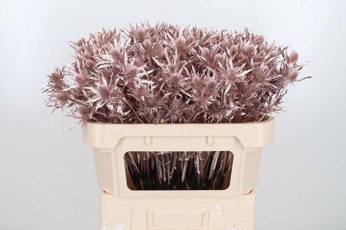 <h4>Eryn Orion Kl Bh Champagne</h4>