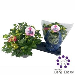 <h4>HYDR M TABLE-TENSIA</h4>