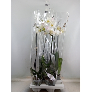 Phalaenopsis   ...white