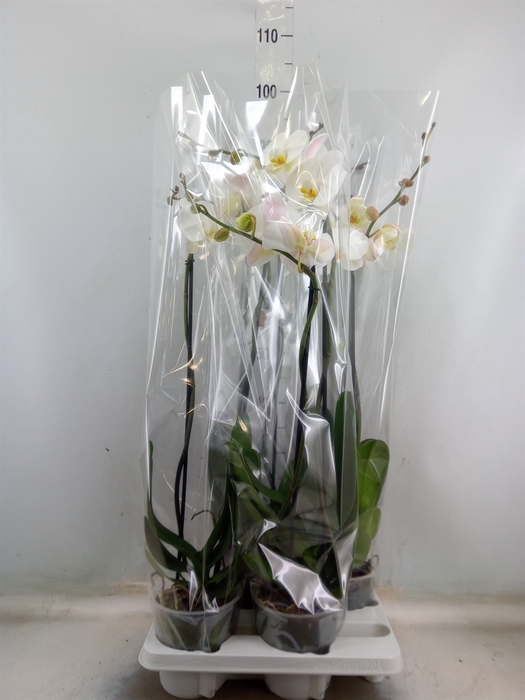 <h4>Phalaenopsis   ...white</h4>