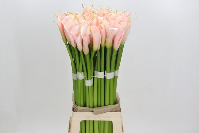 Zantedeschia Eydolls Salmon