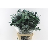Euca Populus Stab. Green