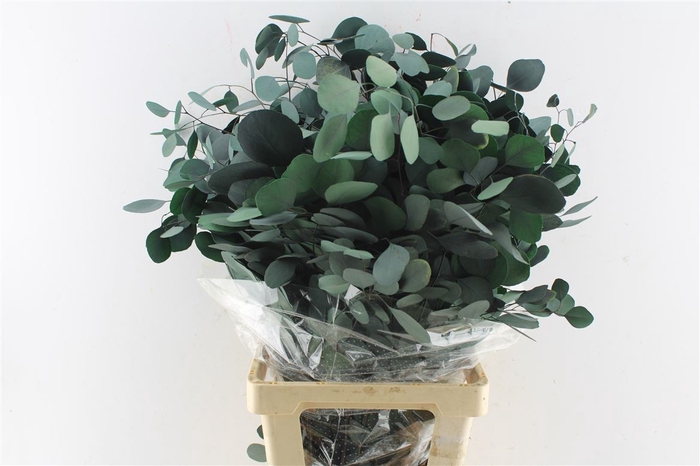 <h4>Euca Populus Stab. Green</h4>