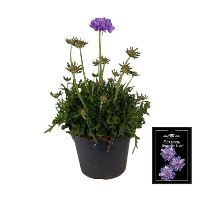 <h4>Scabiosa columb. 'Butterfly Blue'</h4>