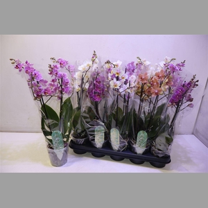Phal Mf Gem 6 Kl