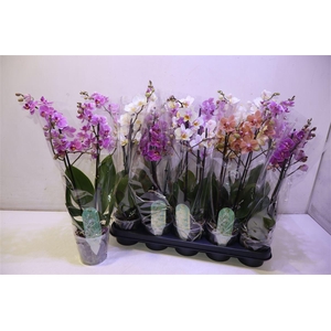 Phal Mf Gem 6 Kl