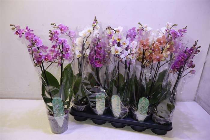 <h4>Phal Mf Gem 6 Kl</h4>