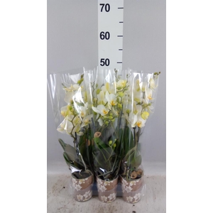 Phalaenopsis multi. 'Ant Lausanne'