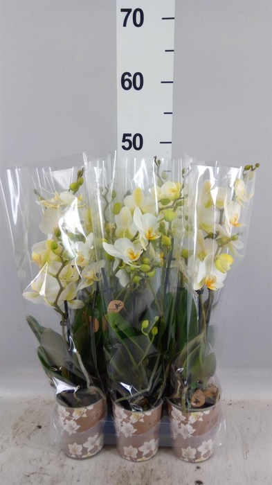 <h4>Phalaenopsis multi. 'Ant Lausanne'</h4>