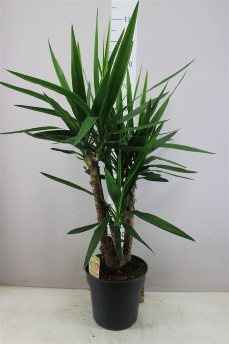 <h4>Yucca Vertakt 3-arm</h4>