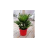 Chamaerops humilis