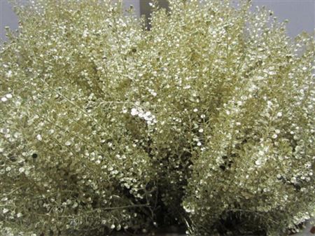 Lepidium Goud