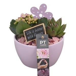 PTIB6314 Arrangementen kamerplanten