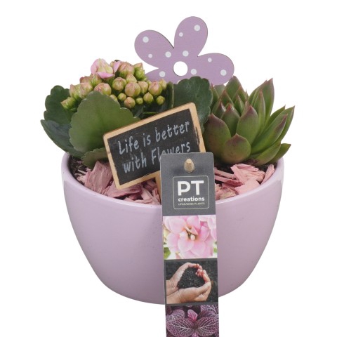 <h4>PTIB6314 Arrangementen kamerplanten</h4>