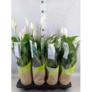 Spathiphyllum  'Strauss'
