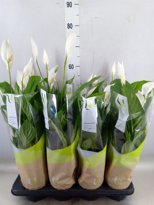 <h4>Spathiphyllum  'Strauss'</h4>