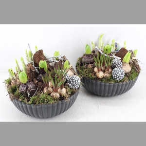 arr4 Bollenmix VL - Kunstst. ribbel schaal kl. 335/2