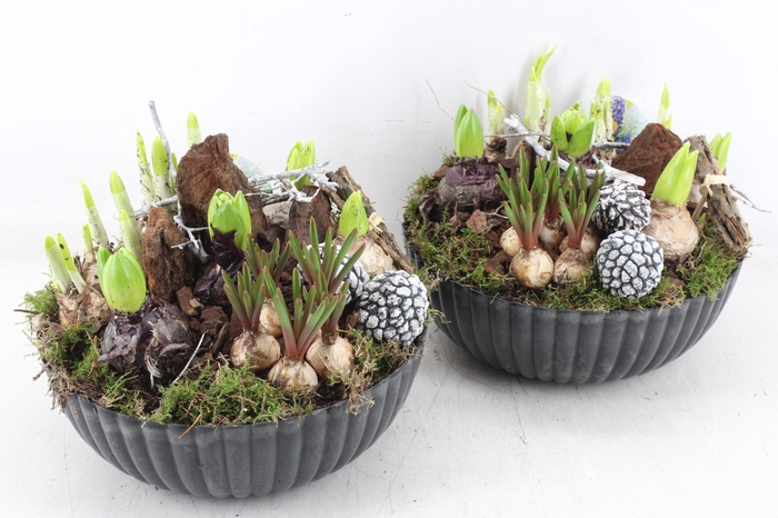 <h4>arr4 Bollenmix VL - Kunstst. ribbel schaal kl. 335/2</h4>