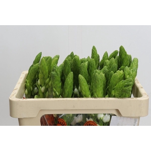 Ornithogalum thyrs. 'Milky Way'