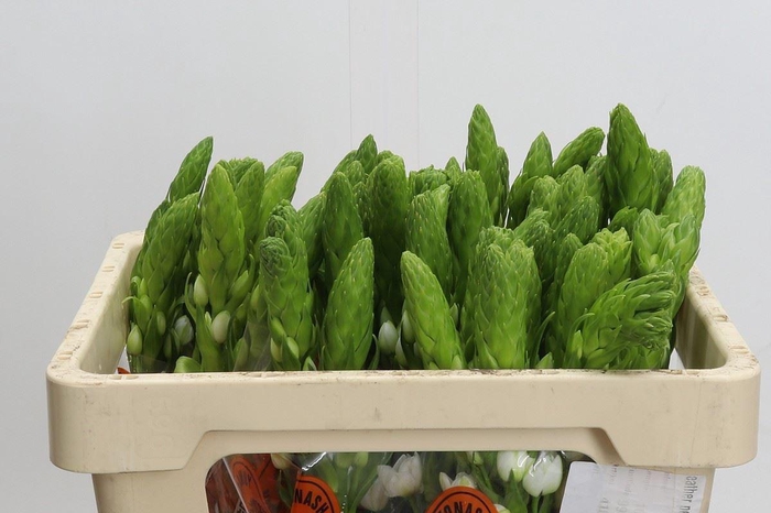 <h4>Ornithogalum thyrs. 'Milky Way'</h4>