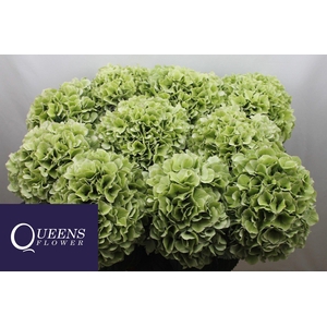 HYDR M ROY BENEFI CL