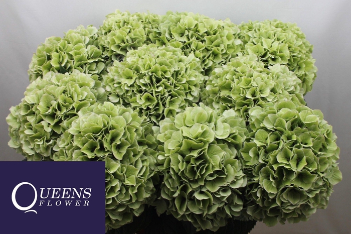 <h4>HYDR M ROY BENEFI CL</h4>