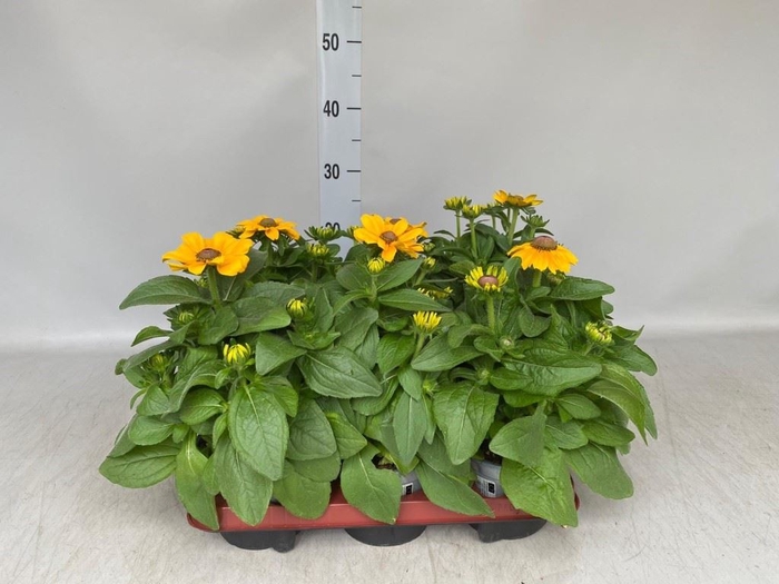 <h4>Rudbeckia hirta 'Tiger Eye Gold'</h4>