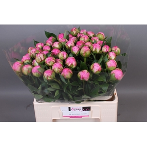 Paeonia Dr. Alexander Fleming