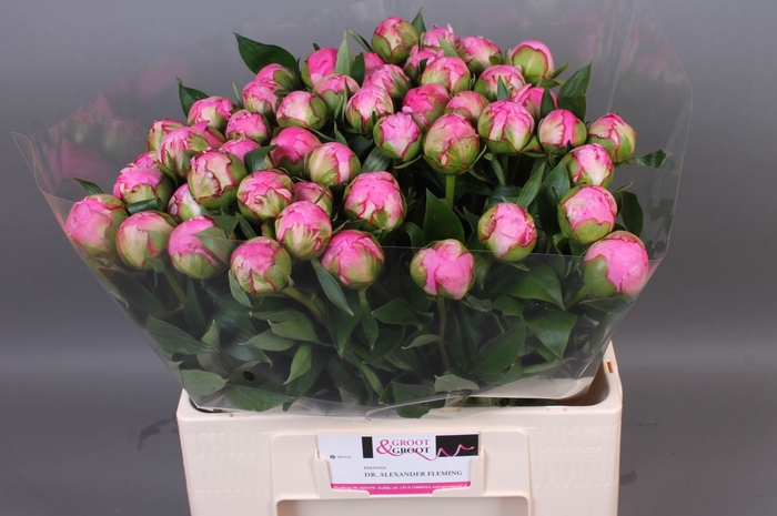 <h4>Paeonia Dr. Alexander Fleming</h4>