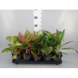 Aglaonema   ...