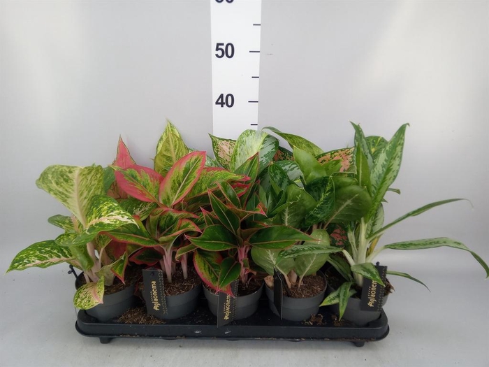 <h4>Aglaonema   ...</h4>