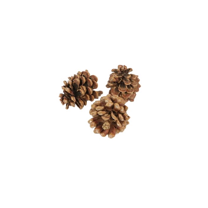 <h4>Pinecone Pinea 3 Pcs L9</h4>