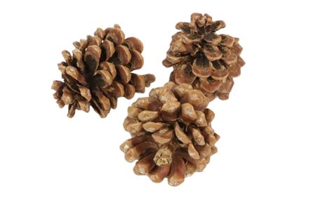 Pinecone Pinea L9/12 3 Pcs