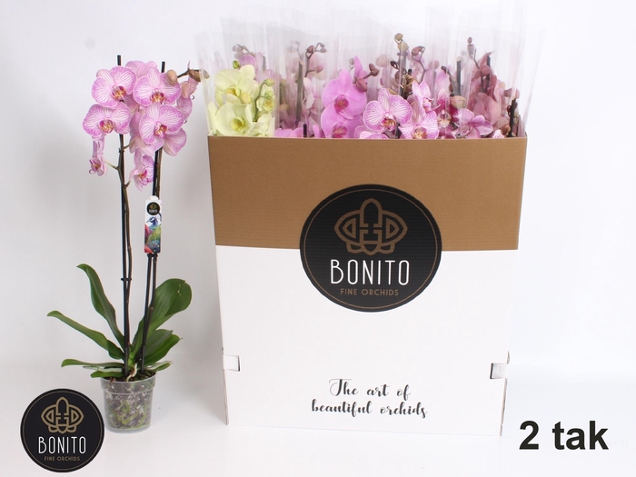 <h4>PHAL GEM 7 KL</h4>