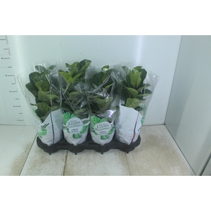 FICUS LYRATA BAMBINO P15 COMPACTO