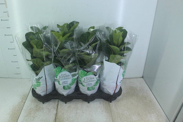 <h4>FICUS LYRATA BAMBINO P15 COMPACTO</h4>
