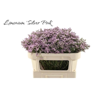 LIM MR SILVER PINK