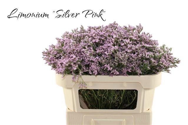 <h4>LIM MR SILVER PINK</h4>