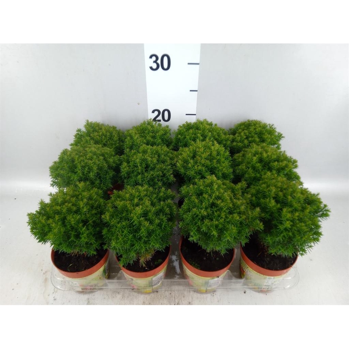 <h4>Thuja occid. 'Teddy'</h4>