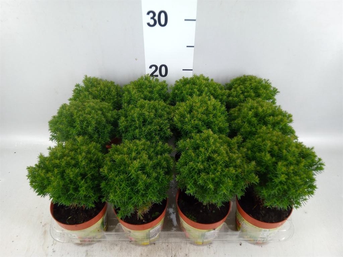 Thuja occid. 'Teddy'
