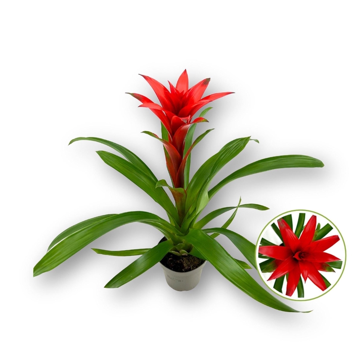 <h4>Guzmania 'Calypso'</h4>