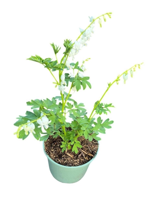 Dicentra spectabilis Alba