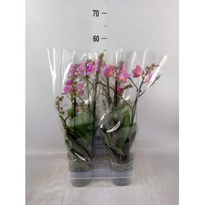 Phalaenopsis multi. 'Pink Flamingo'