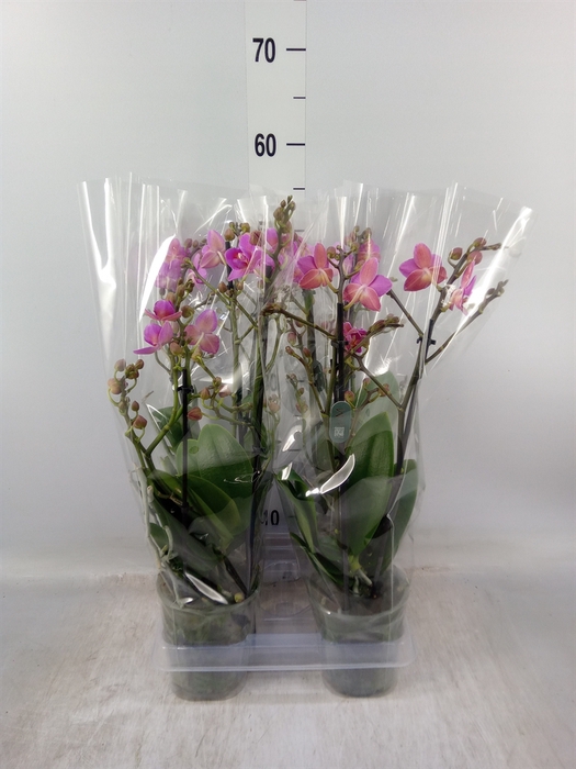 <h4>Phalaenopsis multi. 'Pink Flamingo'</h4>