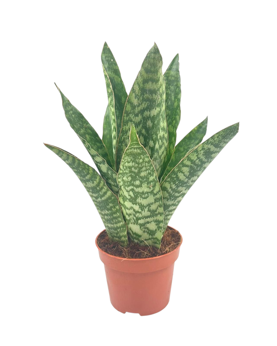 <h4>Sansevieria Aubrytiana 12 cm</h4>
