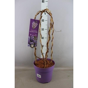 Wisteria frutes. 'Amethyst Falls'