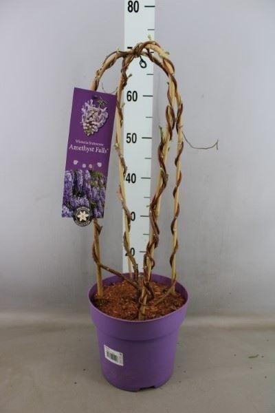 <h4>Wisteria frutes. 'Amethyst Falls'</h4>