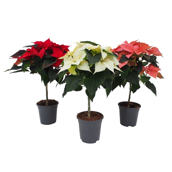 <h4>Euphorbia pulcherrima gemengd</h4>